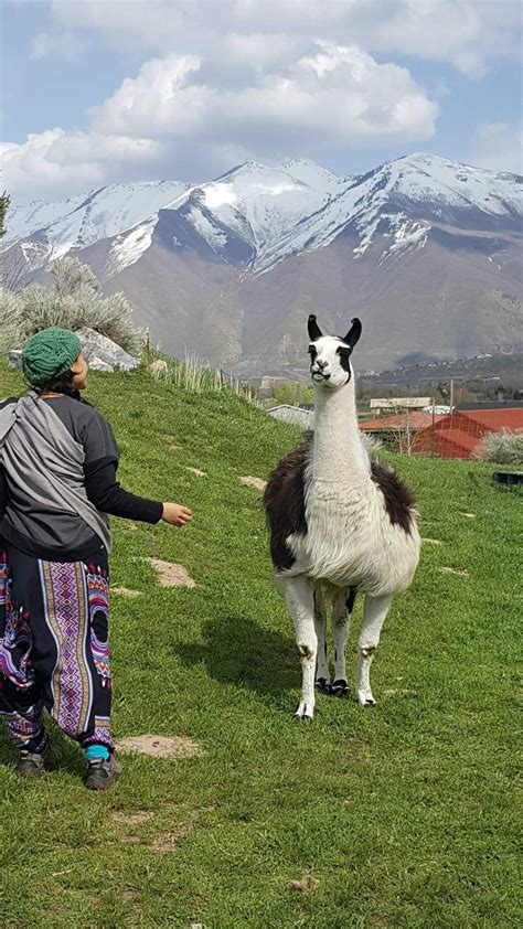 Utah Valley Llamas Tour Our Llama Farm Llama Animal Experiences Tours