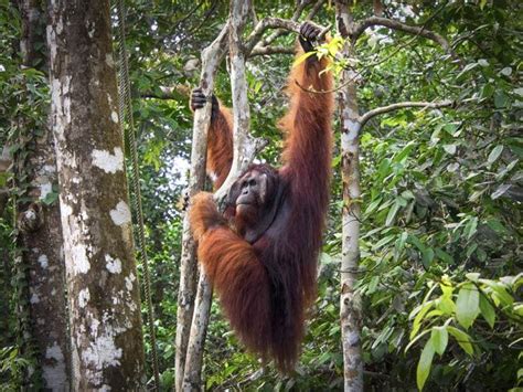 Myth Or Fact Male Orangutans Believed To Be Sexually Attracted To