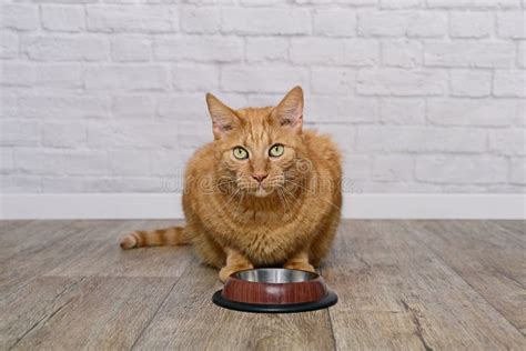 Hungry Ginger Cat Sits Behind Empty Bowl And Loking At Camera Stock