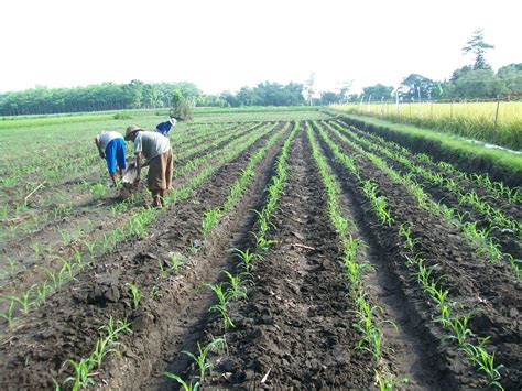 Cara Pemupukan Tanaman Jagung Manis Pertanian