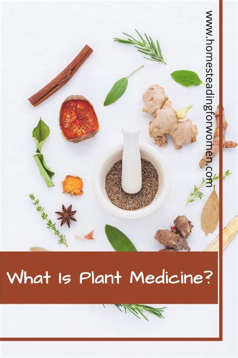 What Is Plant Medicine Artofit