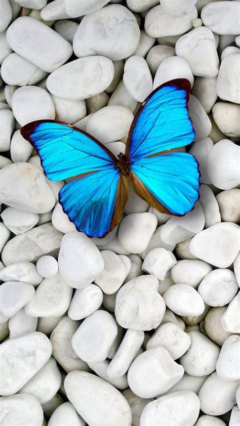 Butterfly Wallpaper 3d