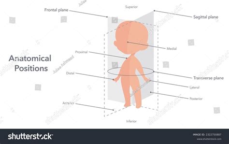 223 Lateral Medial Anterior Body Images, Stock Photos & Vectors | Shutterstock