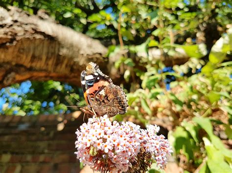 Free Images Nature Branch Leaf Flower Wildlife Green Insect Autumn Botany Butterfly