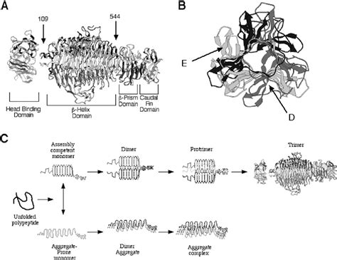 Figure 1 From The C Terminus Of The P22 Tailspike Protein Acts As An