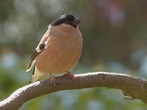 Bird Bullfinch Female Free Photo On Pixabay Pixabay