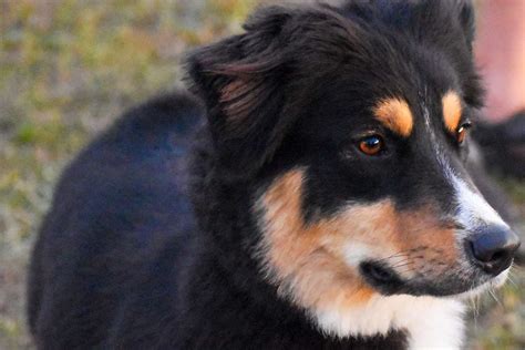 Border Collie Meets New Baby in Adorable Viral TikTok | Daily Paws