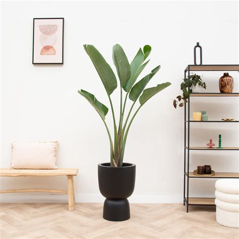 Combi Deal Strelitzia Augusta Inclusief Elho Pure Coupe 210 Cm