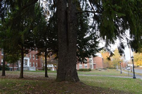 Norway Spruce | Bates Canopy | Bates College