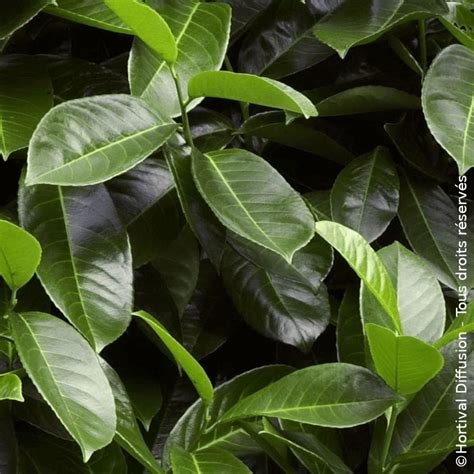 Laurier Cerise Rotundifolia Silence A Pousse