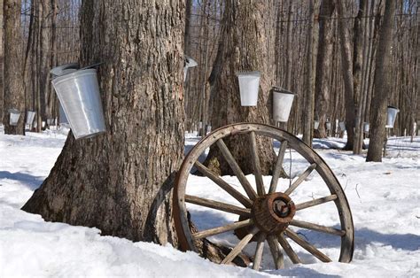 Celebrate Culture: Top 3 Maple Syrup Festivals