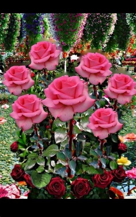 Pin By M Consuelo Serrano G On Mis Flores Favoritas Flowers Rose