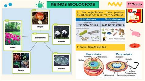 Primera Clase Reinos BiolÓgicospdf