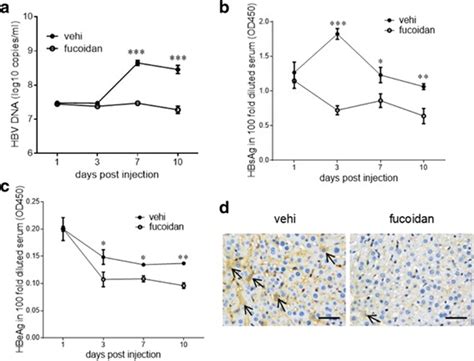 Fucoidan Inhibits Hepatitis B Virus Through Extracellular Signal