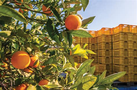 Citrus Harvest Falls In Challenging Year The Sun Gazette Newspaper