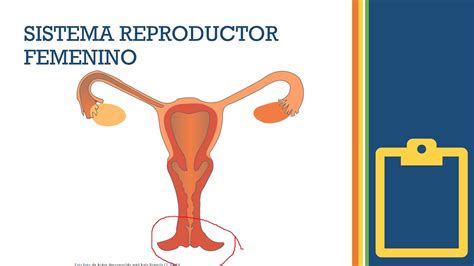 Basico Ciencias Naturales Sistema Reproductor Femenino Youtube