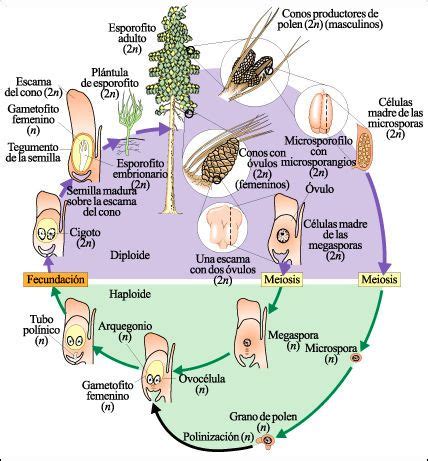 Heterosporangiado Plantas RioMoros