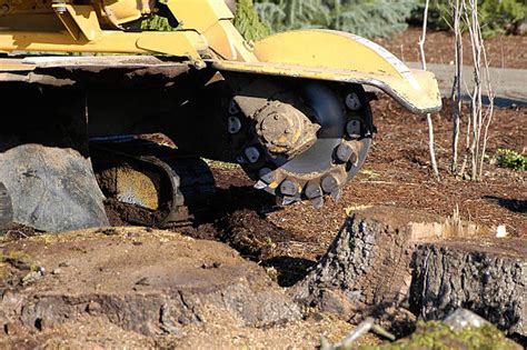 How Much Does Stump Grinding Cost