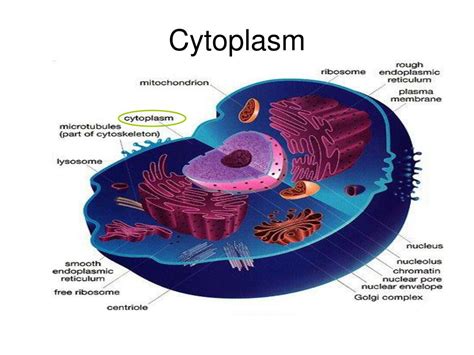 Cytoplasm Function Of Organelle - Osmond Satria