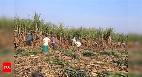 Govt Hikes Sugarcane Price By Rs 10 To Rs 315 Per Quintal For 2023 24