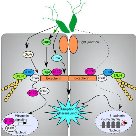 Intercellular Junctions Form The Epithelial Barrier Several Bacteria