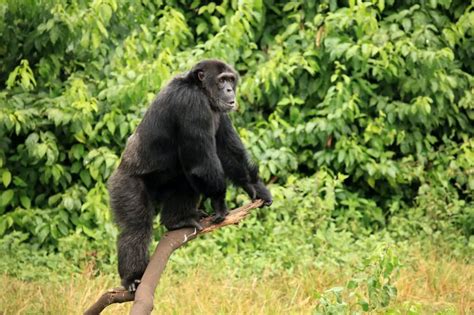 MONO ARDILLA Características Hábitat Alimentos Reproducción Tipos