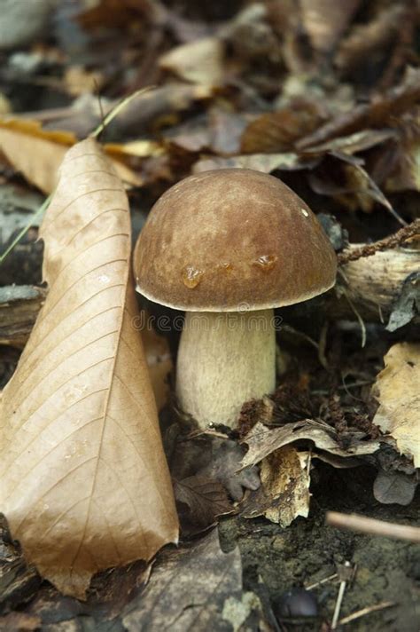 Mushroom Boletus Stock Image Image Of Closeup Mushroom