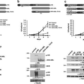 Role Of The Abl Kinase In The Activity Of T I In P Bcr Abl And Its