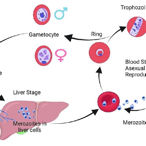 Plasmodium Malariae Life Cycle Illustration Stages Of P Malariae Download Scientific Diagram