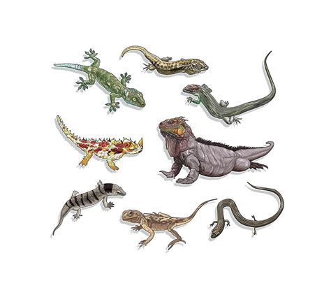 Types of lizards. Digital Art by Album