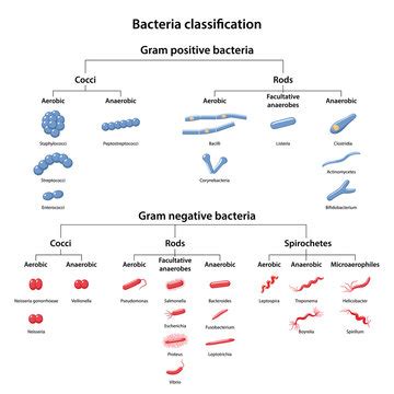 Gram Negative Cocci Images – Browse 521 Stock Photos, Vectors, and ...