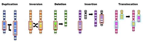 Mutations Qce Biology