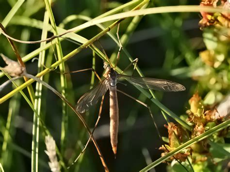 Wiesenschnake Wiesenschnake Tipula Paludosa C M Ziege