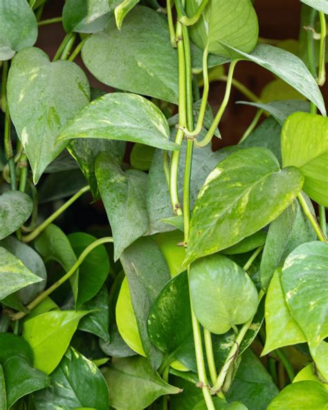 How To Care For Epipremnum Aureum Pothos Care And Propagation Tips Piantica Pothos Plant Care