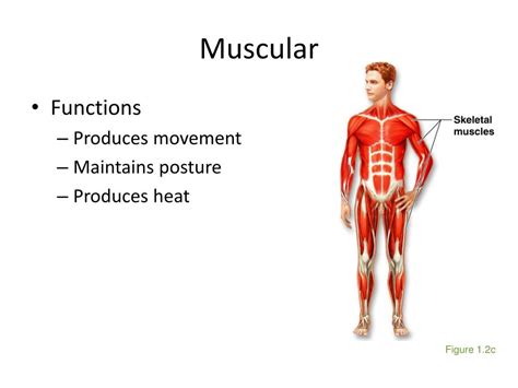 Ppt Chapter 1 The Human Body An Orientation Powerpoint Presentation Id 1893457