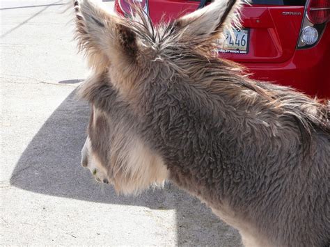 Equestrian Ink: The "Wild" Burros of Oatman, AZ