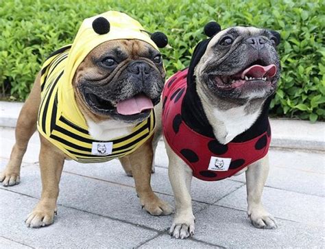 25 Best Halloween Costumes for Pugs That Are So Cute!