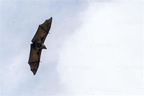 Flying fox bat portait while flying 17454244 Stock Photo at Vecteezy