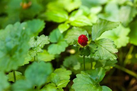 Barren Strawberry Plants Of Overton Park S Old Forest Memphis Tn · Inaturalist