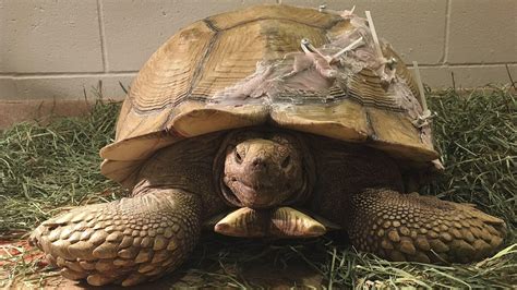 Southern California Tortoise With Cracked Shell Gets Repair La