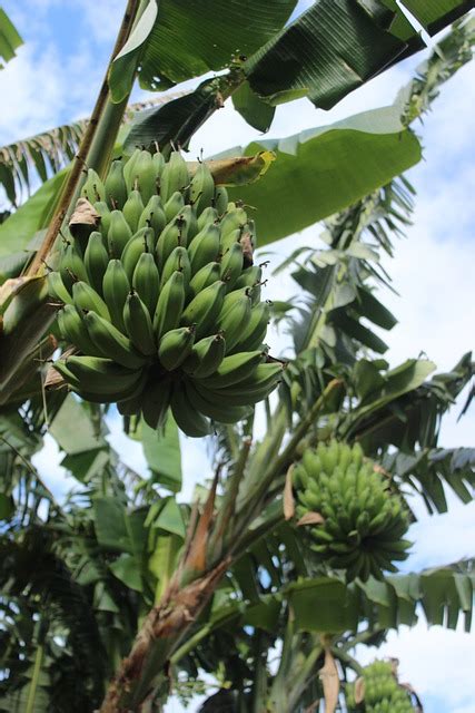 Bananeira Haste De Banana Natureza Foto Gratuita No Pixabay Pixabay