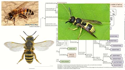 Utilisation Et Description De La Cl D Identification De La Faune Du