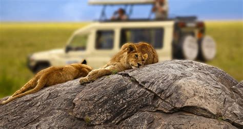 Days Tarangire Ngorongoro Crater Joining Group Safari Tour