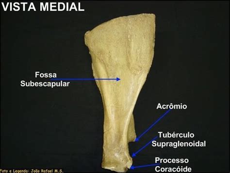 escápula Anatomia dos ossos Veterinária Anatomia ossos