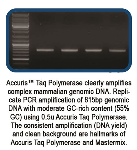 Accuris Taq Polymerase Morganville Scientific