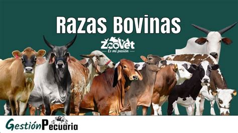 Que es la Ganadería bovina y vacuna 【Información Completa】