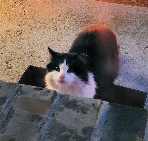 Un Chat Se Pr Sente Devant La Maison D Un Homme Pour Demander De La