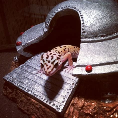 Kawaii Leopard Gecko