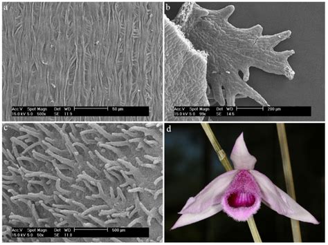 Micromorphology Of Labellum In Selected Dendrobium Sw Orchidaceae