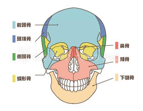 頭蓋骨の構造 ゴールデンレイシオ｜クリニック・病院のホームページ制作・予約フォーム